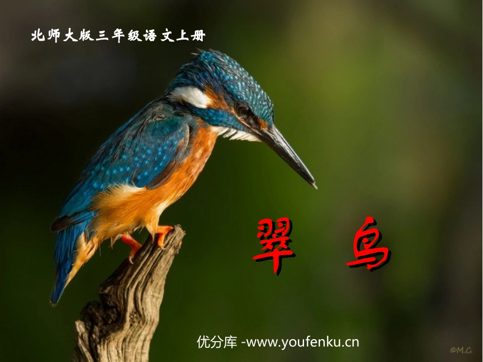 《翠鸟》PPT课件[北师大版三年级语文上册]_第1页
