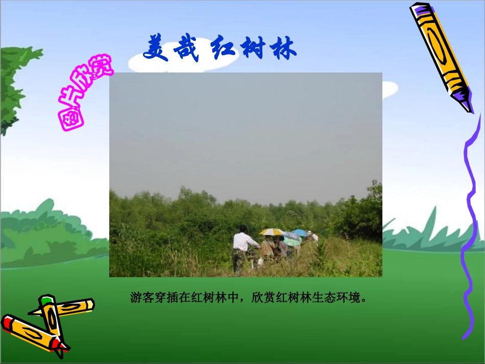 《红树林》PPT课件[北师大版五年级语文上册]_第3页