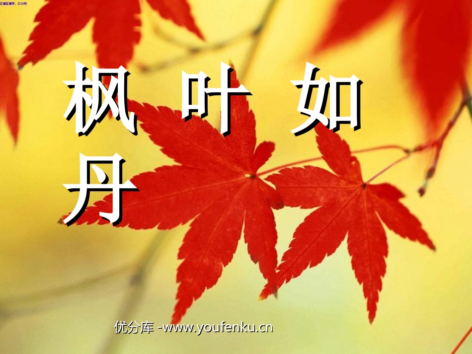 《枫叶如丹》PPT课件[北师大版五年级语文上册]_第1页