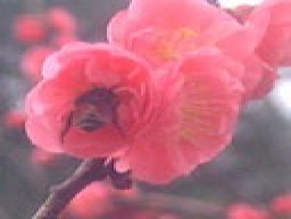 《看的学问》PPT课件[北师大版五年级语文上册]_第2页