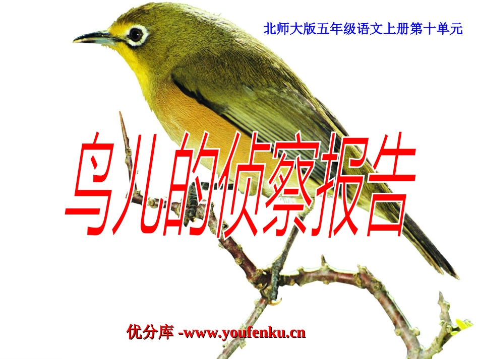 《鸟儿的侦察报告》PPT课件[北师大版五年级语文上册]_第1页