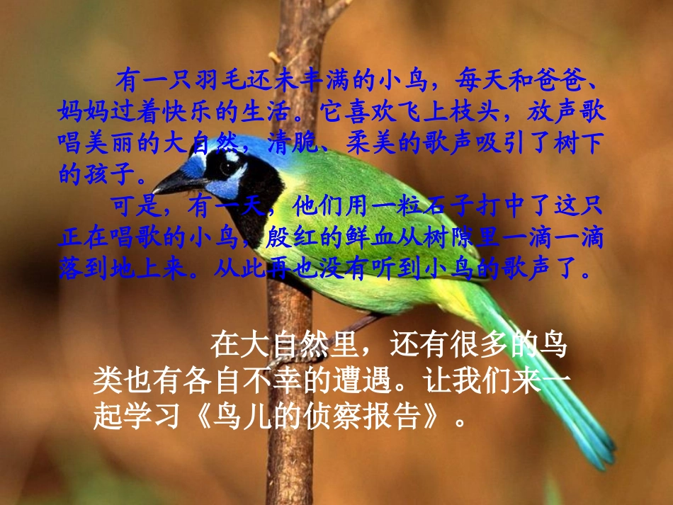 《鸟儿的侦察报告》PPT课件[北师大版五年级语文上册]_第2页