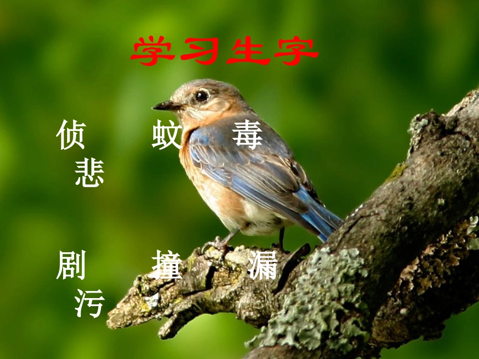 《鸟儿的侦察报告》PPT课件[北师大版五年级语文上册]_第3页