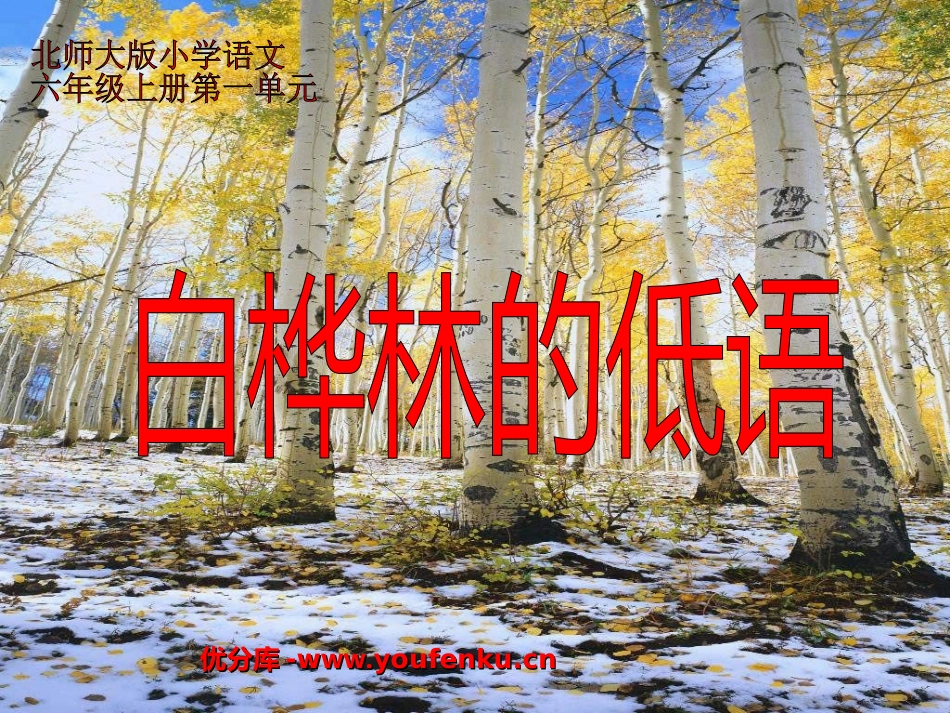 《白桦林的低语》PPT课件[北师大版六年级语文上册]_第1页
