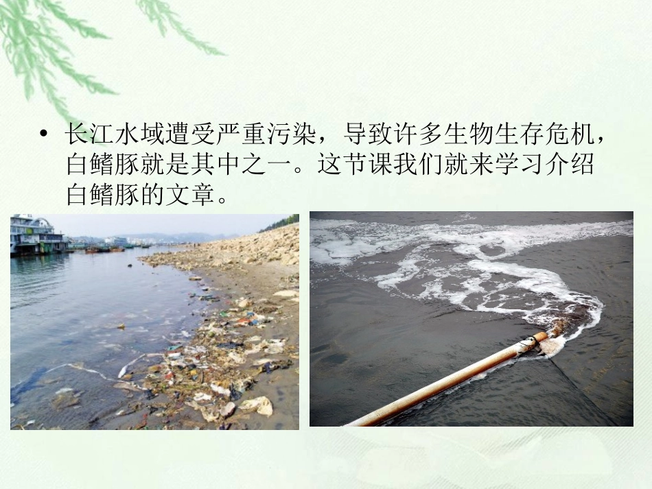 《最后的淇淇》PPT课件[北师大版六年级语文上册]_第3页