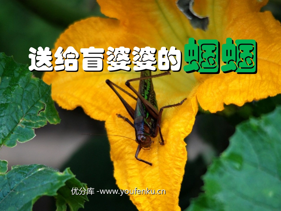《送给盲婆婆的蝈蝈》PPT课件[苏教版二年级语文上册]_第1页