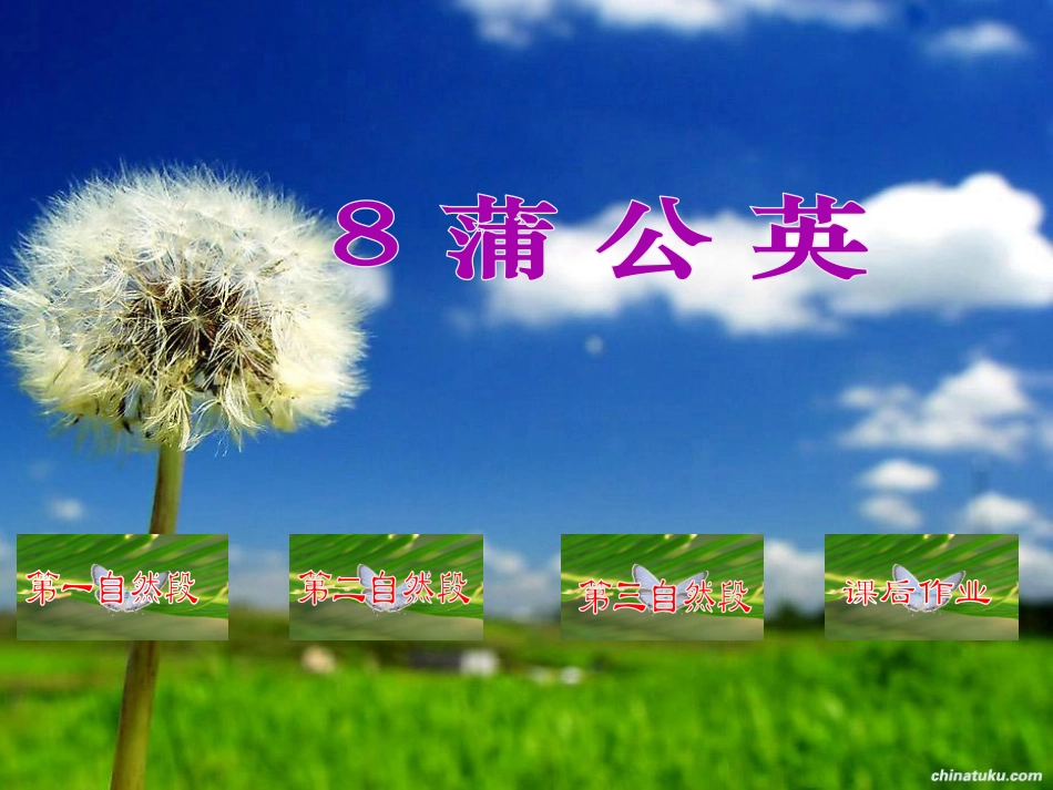 《蒲公英》PPT课件[苏教版三年级语文上册]_第2页
