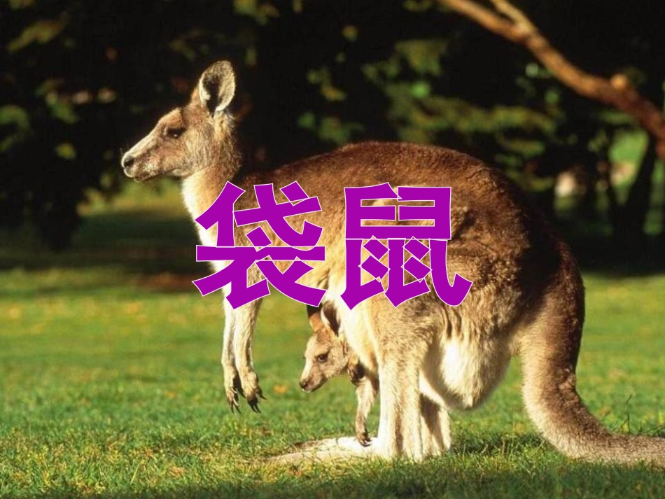 《松鼠和松果》PPT课件[部编版一年级语文下册]_第2页
