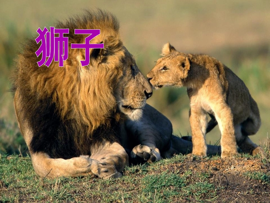 《松鼠和松果》PPT课件[部编版一年级语文下册]_第3页