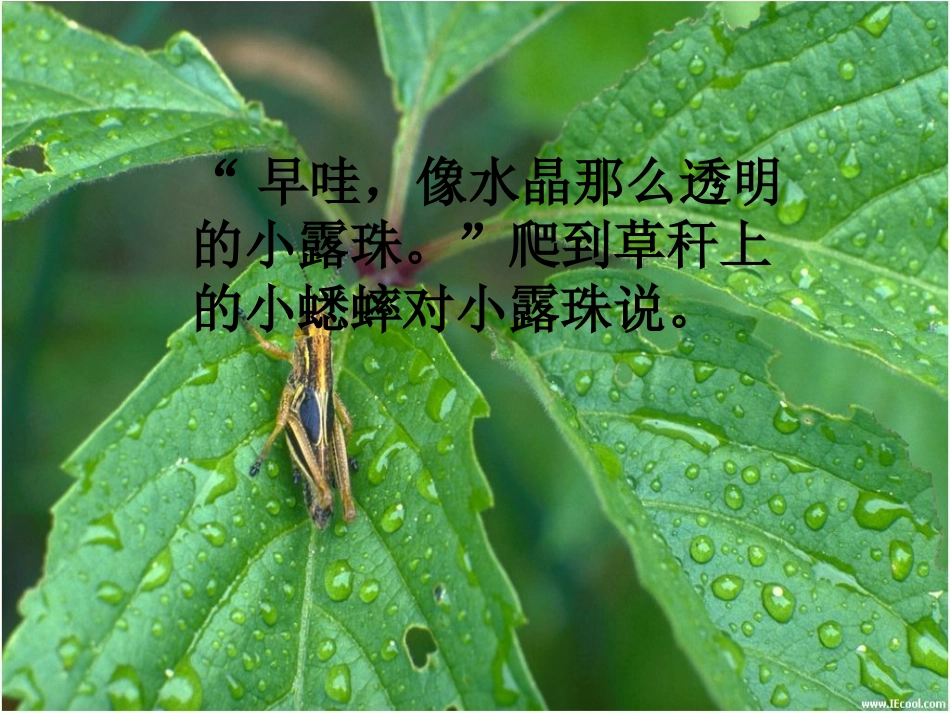 《小露珠》PPT课件[苏教版三年级语文上册]_第3页