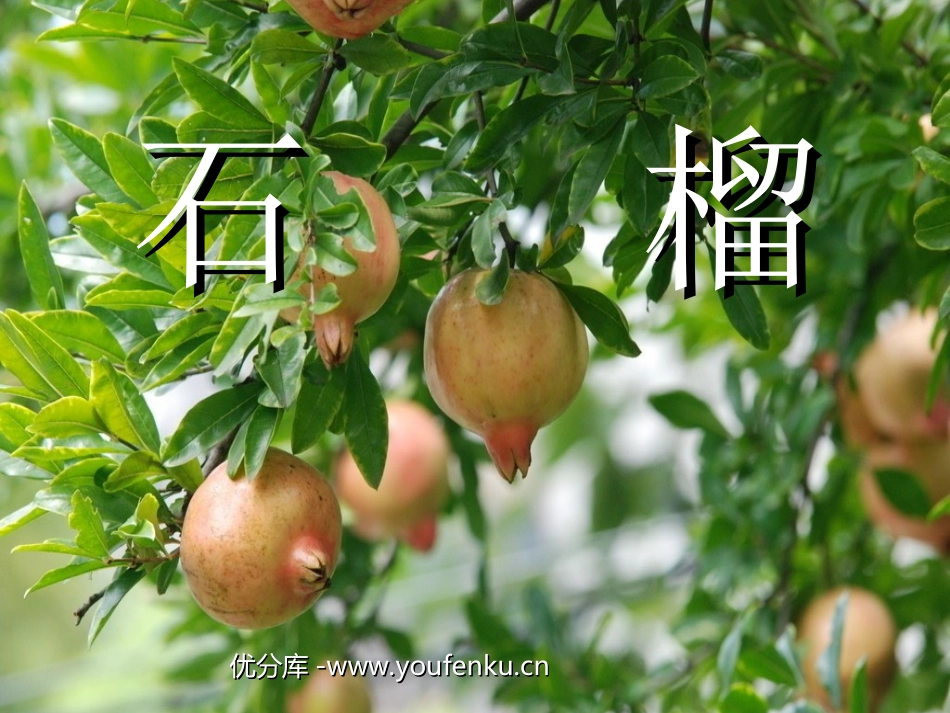 《石榴》PPT课件[苏教版三年级语文上册]_第1页