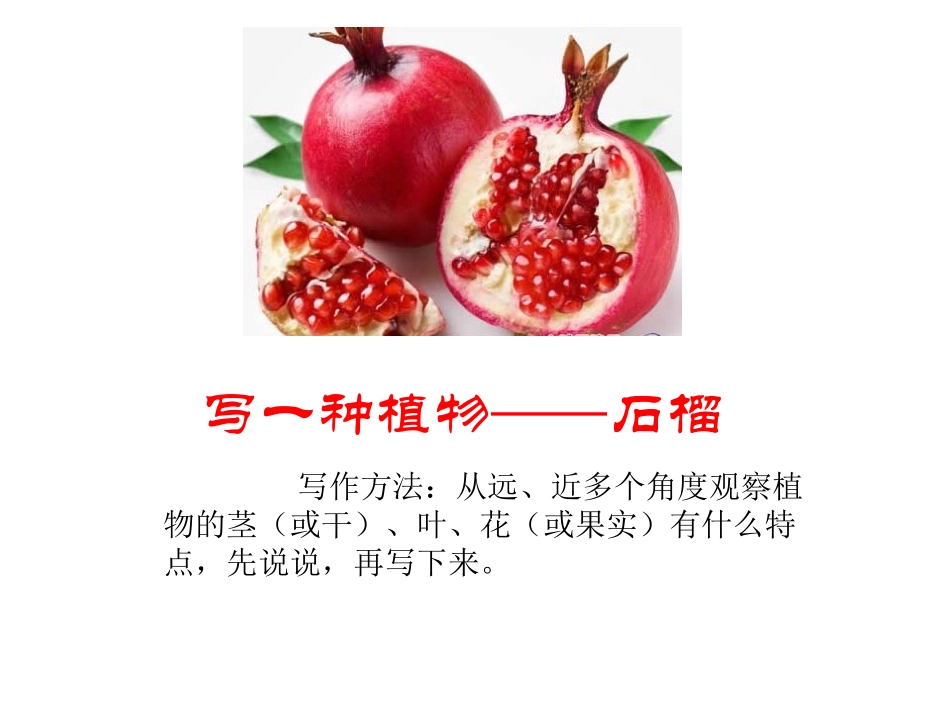 《石榴》PPT课件[苏教版三年级语文上册]_第2页