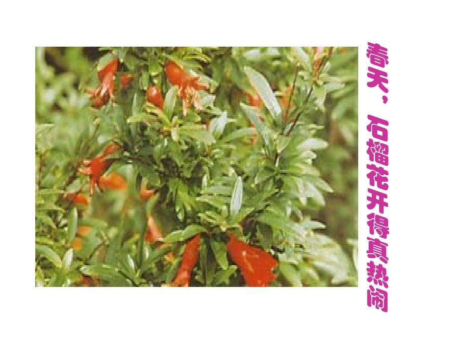 《石榴》PPT课件[苏教版三年级语文上册]_第3页