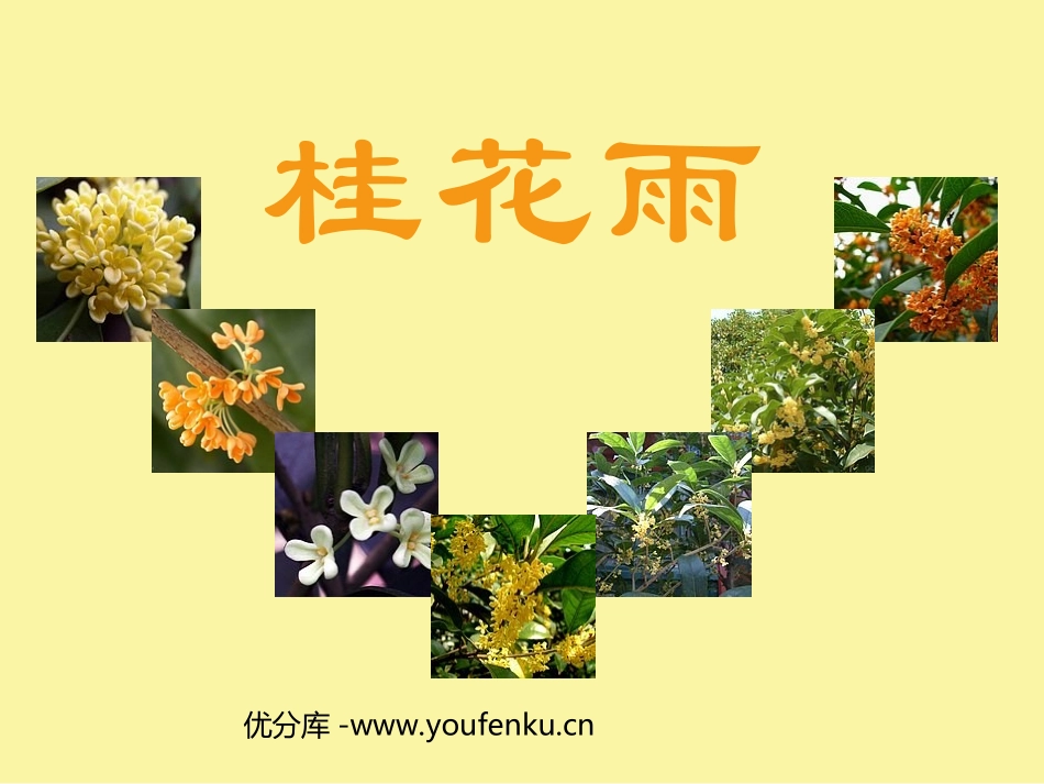 《桂花雨》PPT课件[苏教版四年级语文上册]_第1页