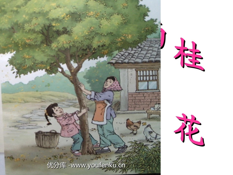 《桂花雨》PPT课件[苏教版四年级语文上册]_第1页