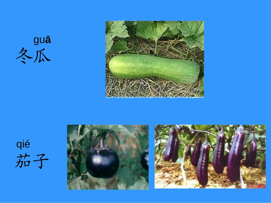 《菜园里》PPT课件[部编版一年级语文上册]_第2页