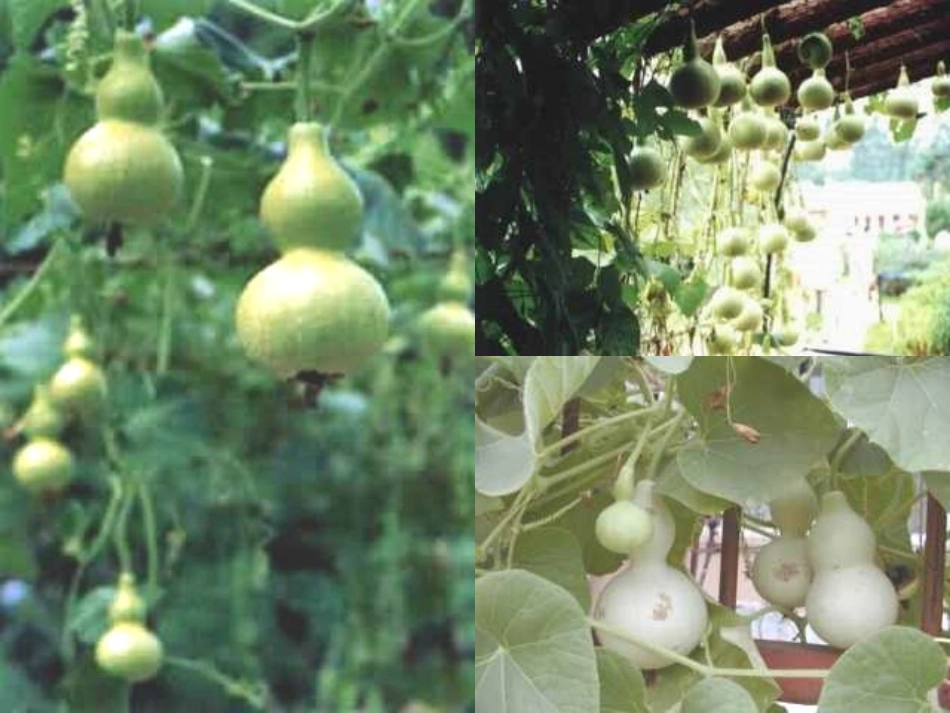 部编版二年级语文我要的是葫芦PPT教学课件_第3页