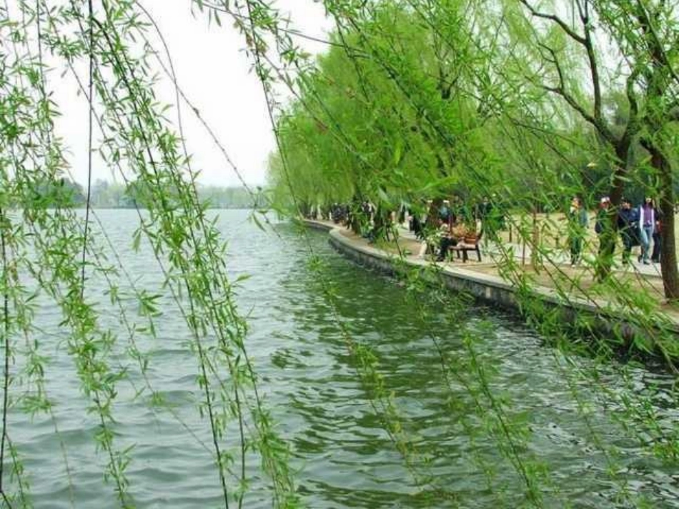 部编版二年级语文小柳树和小枣树PPT教学课件_第3页
