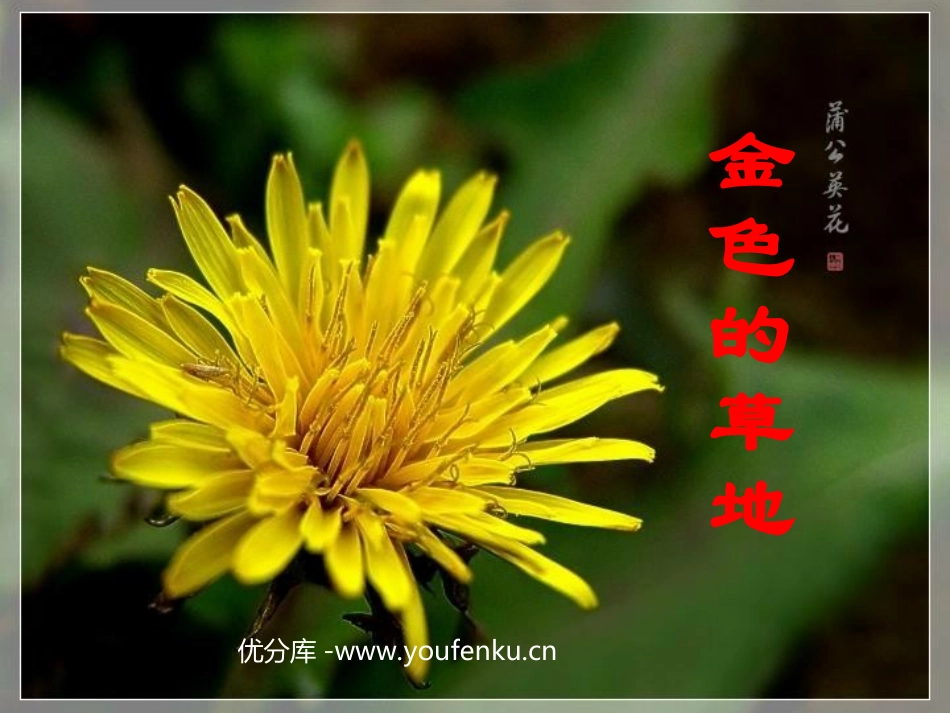 《金色的草地》PPT教学课件[部编版三年级语文上册]_第1页