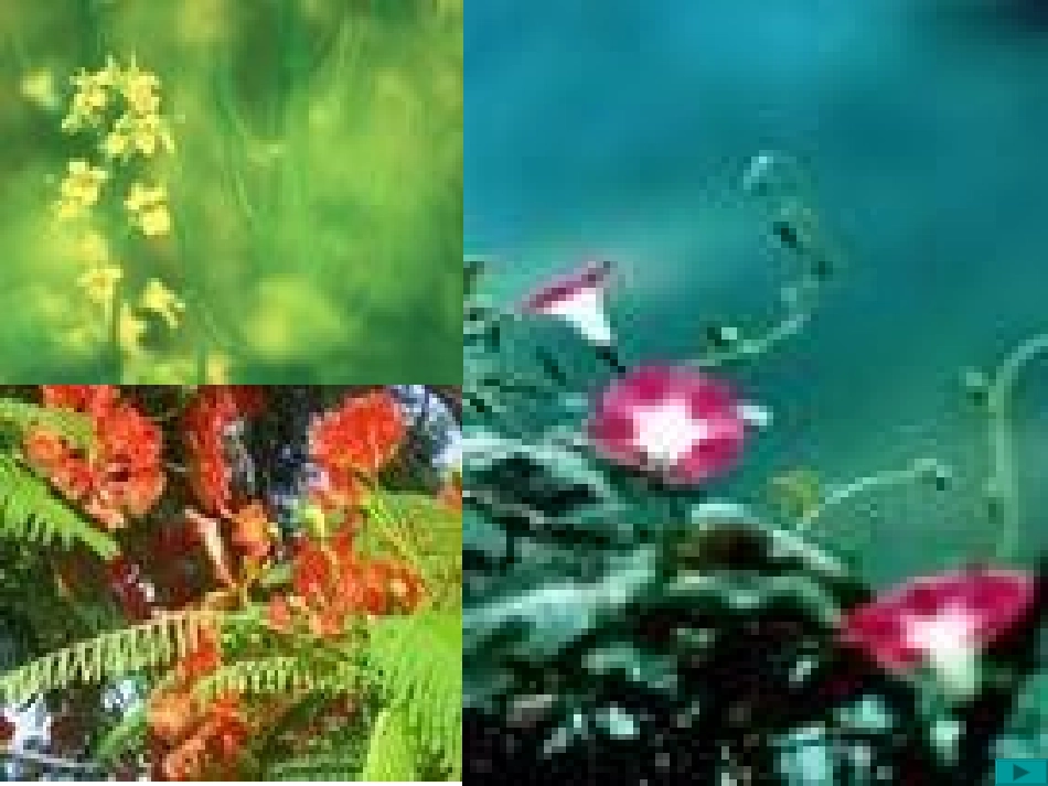 《花钟》PPT教学课件[部编版三年级语文上册]_第3页