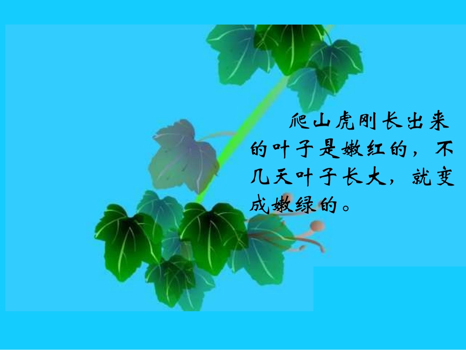 《爬山虎的脚》PPT教学课件[部编版四年级语文上册]_第3页