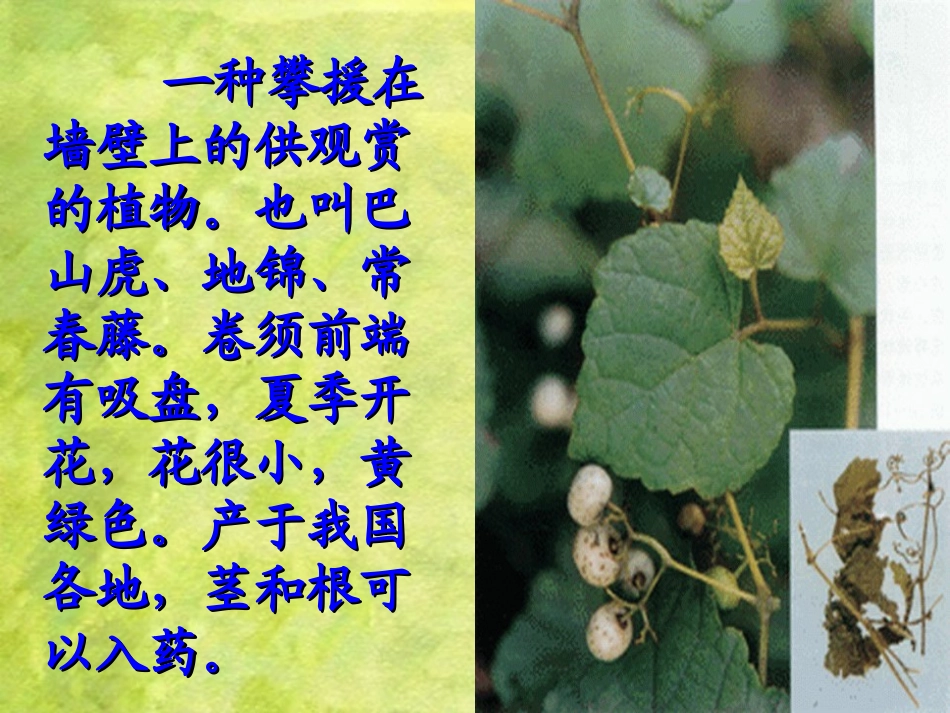 《爬山虎的脚》PPT教学课件[部编版四年级语文上册]_第2页