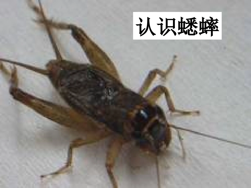 《蟋蟀的住宅》PPT教学课件[部编版四年级语文上册]_第2页