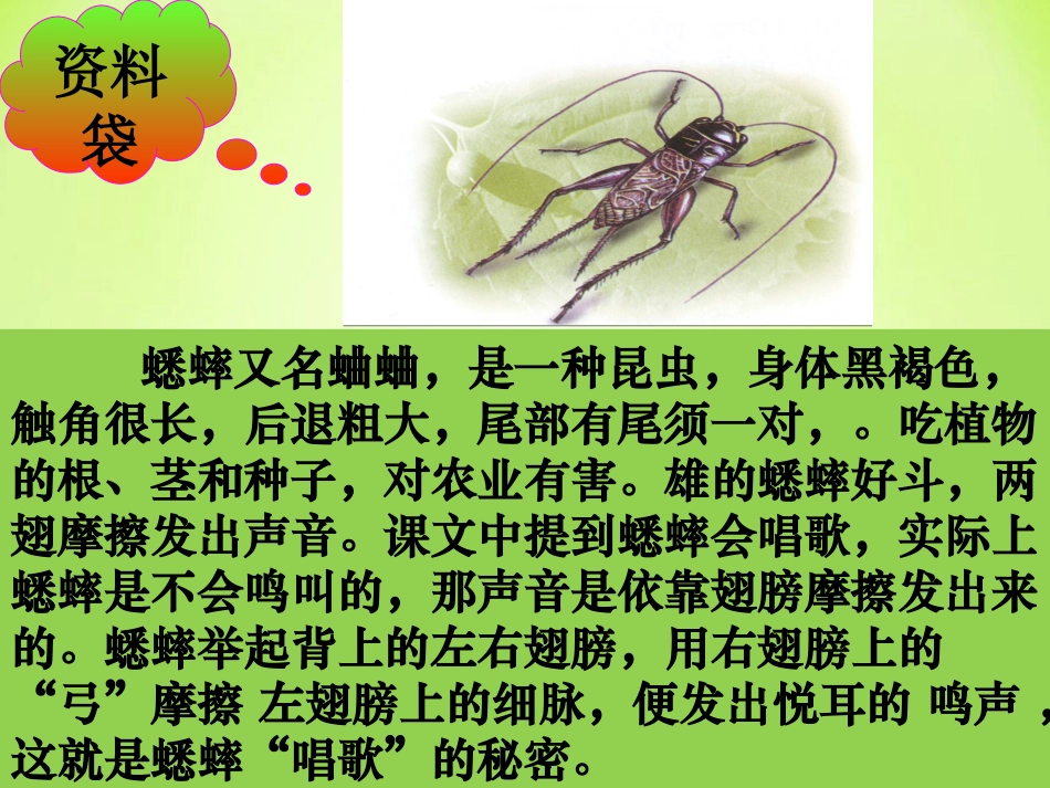 《蟋蟀的住宅》PPT教学课件[部编版四年级语文上册]_第3页