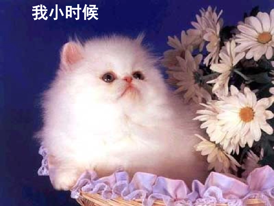 《猫》PPT课件[部编版四年级语文上册]_第2页