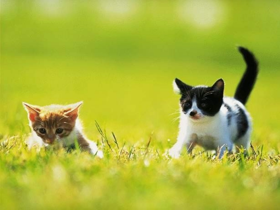 《猫》PPT课件[部编版四年级语文上册]_第2页