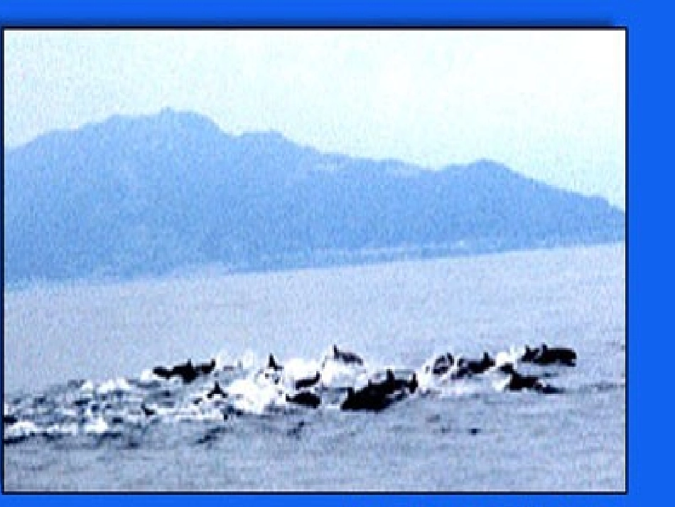 《鲸》PPT课件[部编版五年级语文上册]_第2页