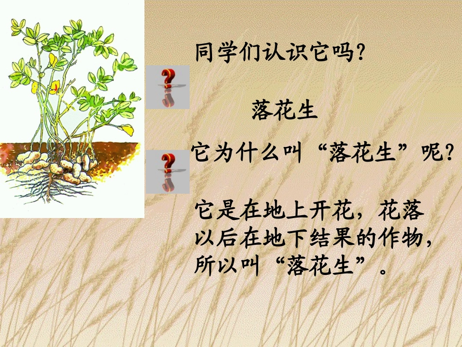 《落花生》PPT课件[部编版五年级语文上册]_第2页