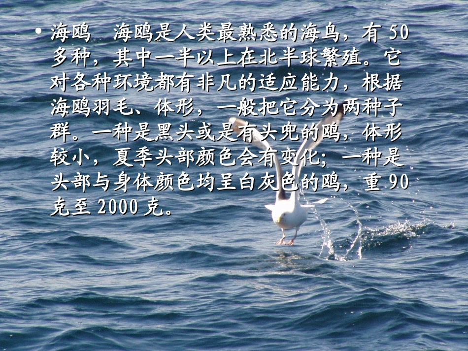 《老人与海鸥》PPT课件[部编版六年级语文上册]_第2页