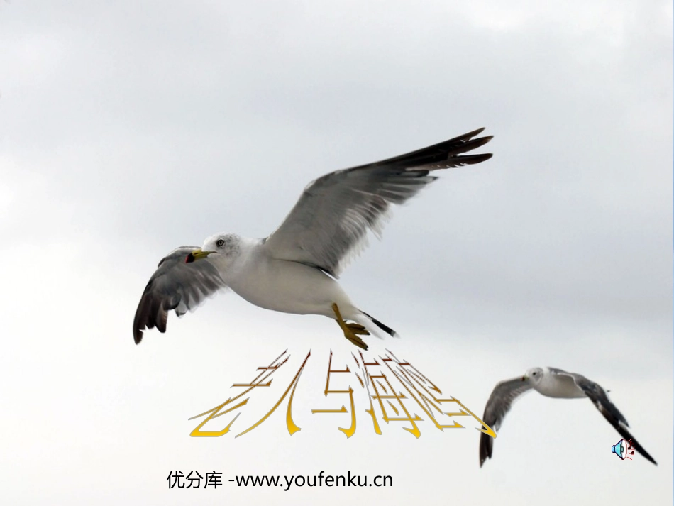 《老人与海鸥》PPT课件[部编版六年级语文上册]_第1页