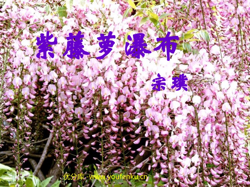 《紫藤萝瀑布》PPT课件[部编版七年级语文上册]_第1页