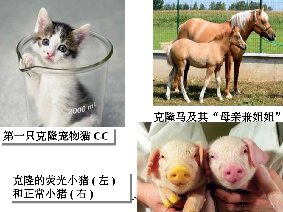 《奇妙的克隆》PPT课件[部编版八年级语文上册]_第2页