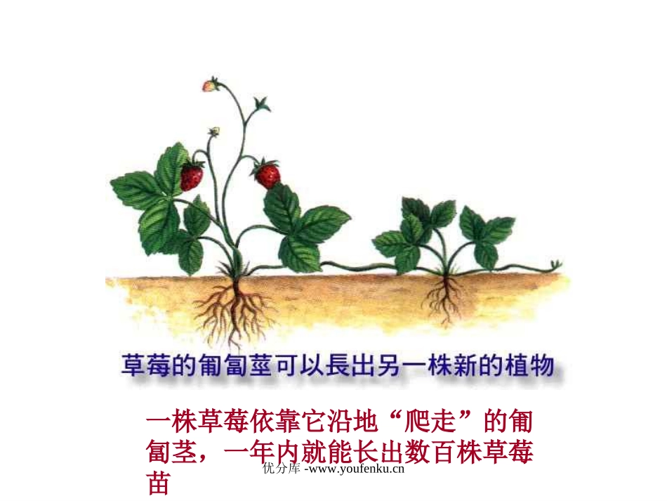 《奇妙的克隆》PPT课件[部编版八年级语文上册]_第3页