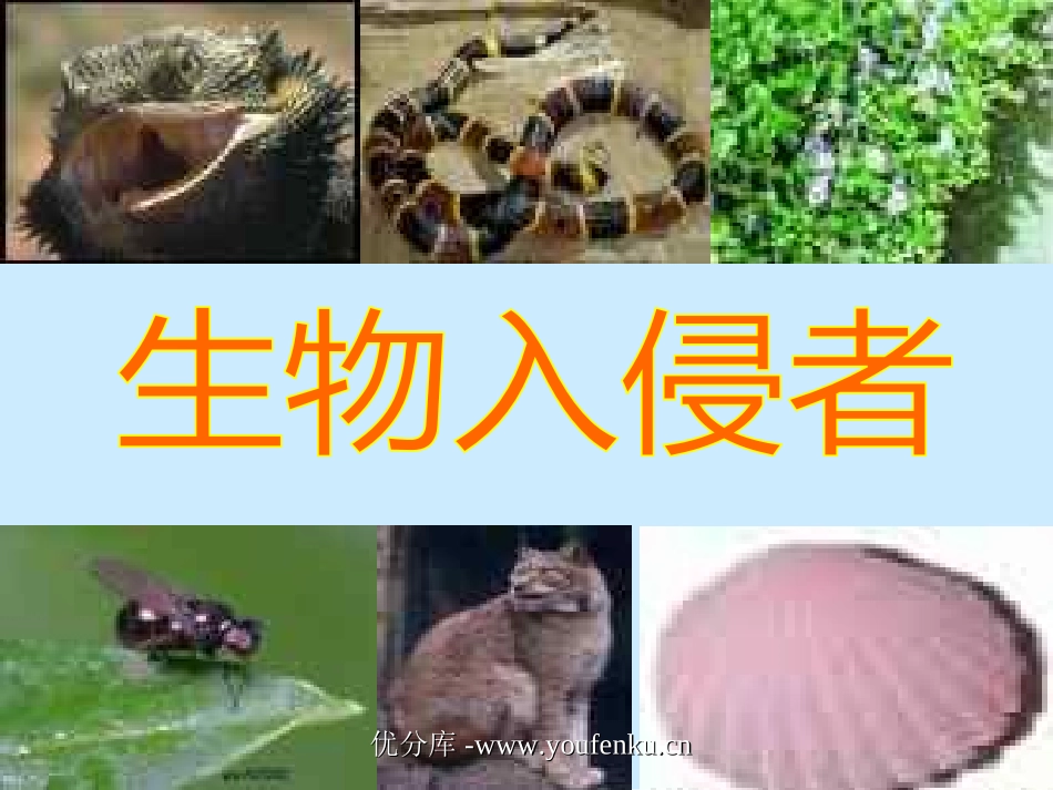 《生物入侵者》PPT课件[部编版八年级语文上册]_第1页