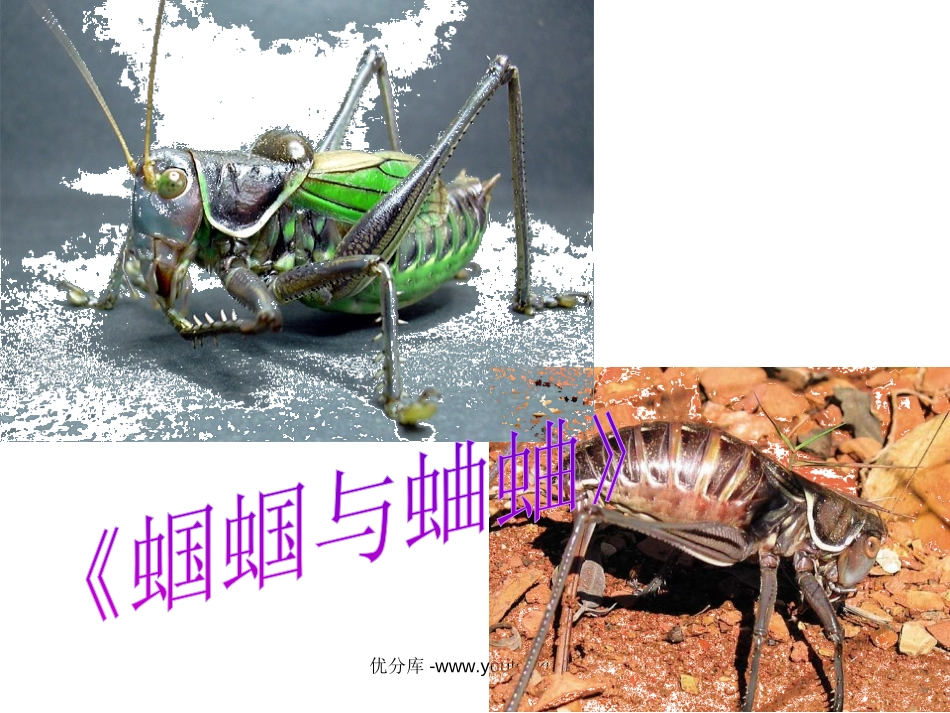 外国诗两首《蝈蝈与蛐蛐、夜》PPT课件[部编版九年级语文]_第3页