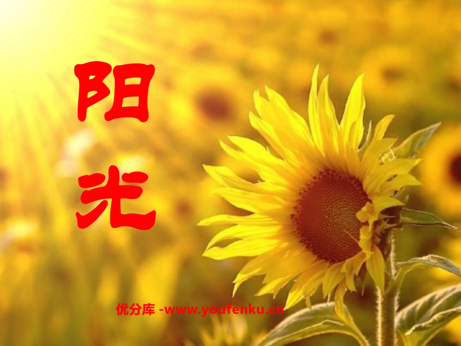 《阳光》PPT课件[鲁教版一年级语文上册]_第1页