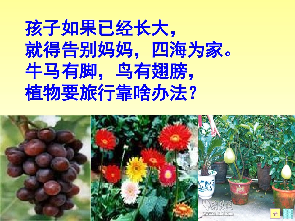 《植物妈妈有办法》PPT课件[鲁教版二年级语文上册]_第2页