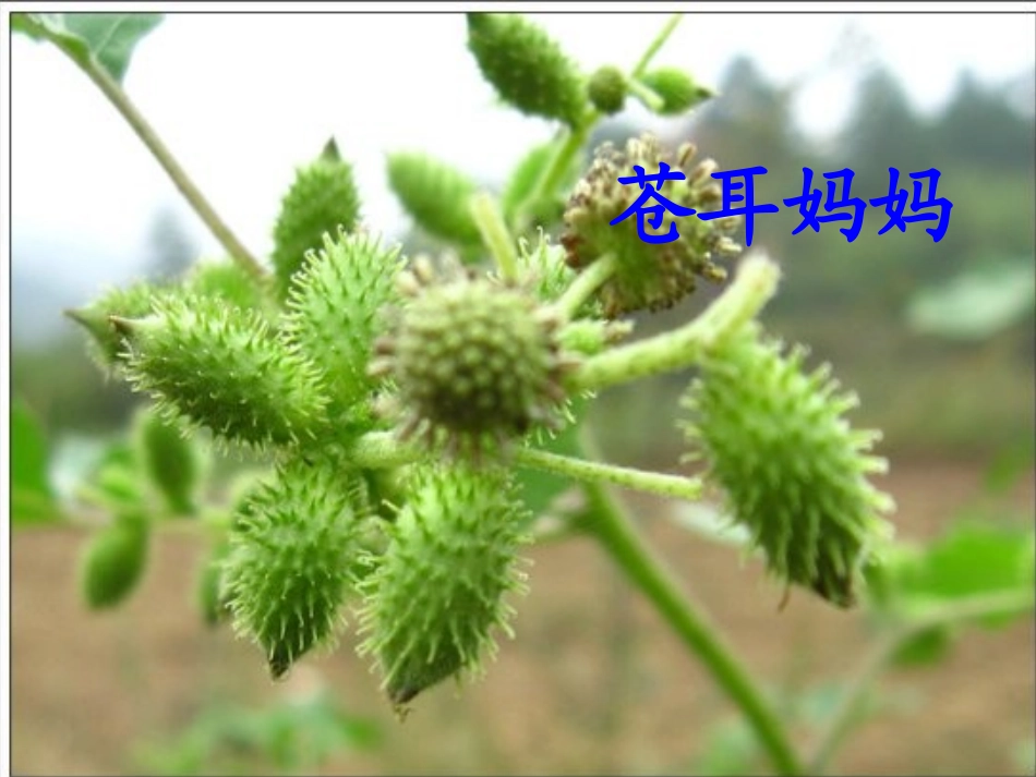 《植物妈妈有办法》PPT课件[鲁教版二年级语文上册]_第3页