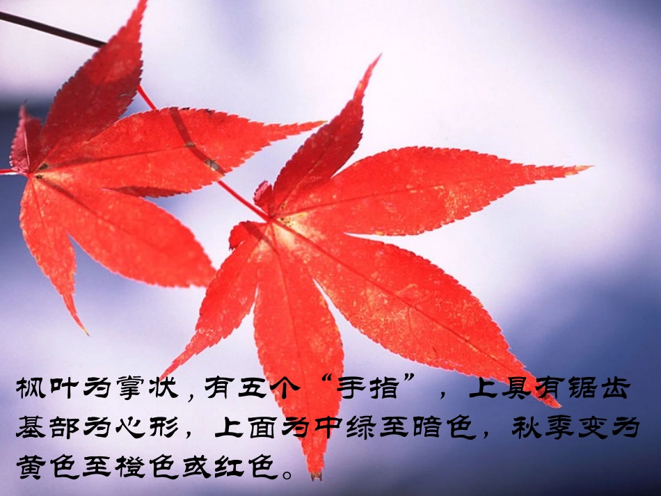 《山行》PPT课件[鲁教版二年级语文上册]_第2页