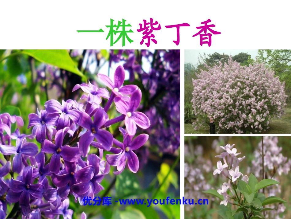 《一株紫丁香》PPT课件[鲁教版二年级语文上册]_第1页