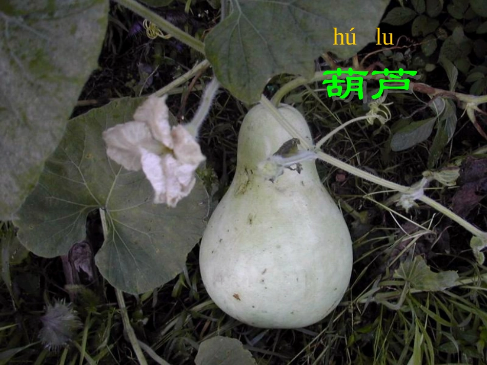 《我要的是葫芦》PPT课件[鲁教版二年级语文上册]_第2页