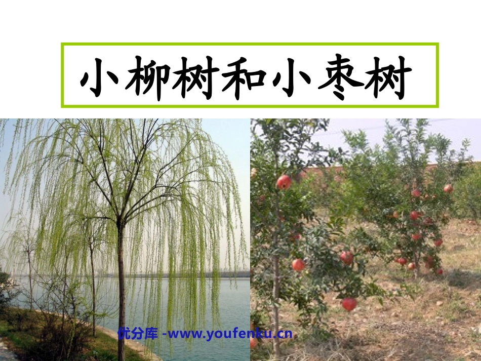 《小柳树和小枣树》PPT课件[鲁教版二年级语文上册]_第1页