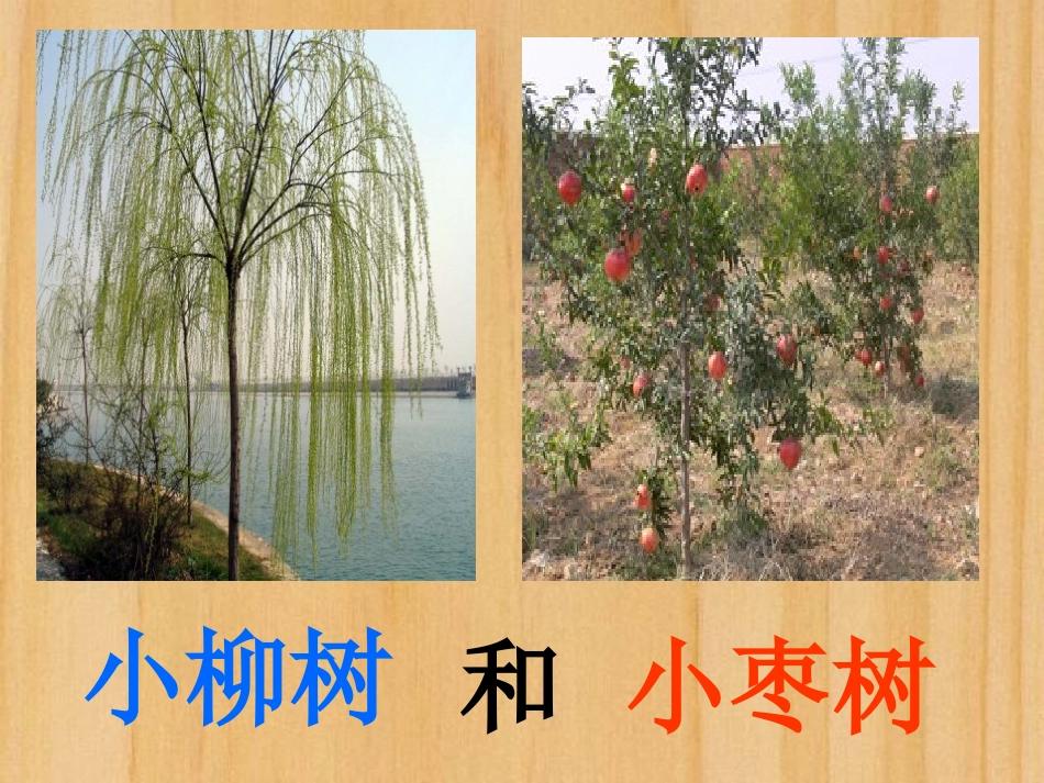 《小柳树和小枣树》PPT课件[鲁教版二年级语文上册]_第2页