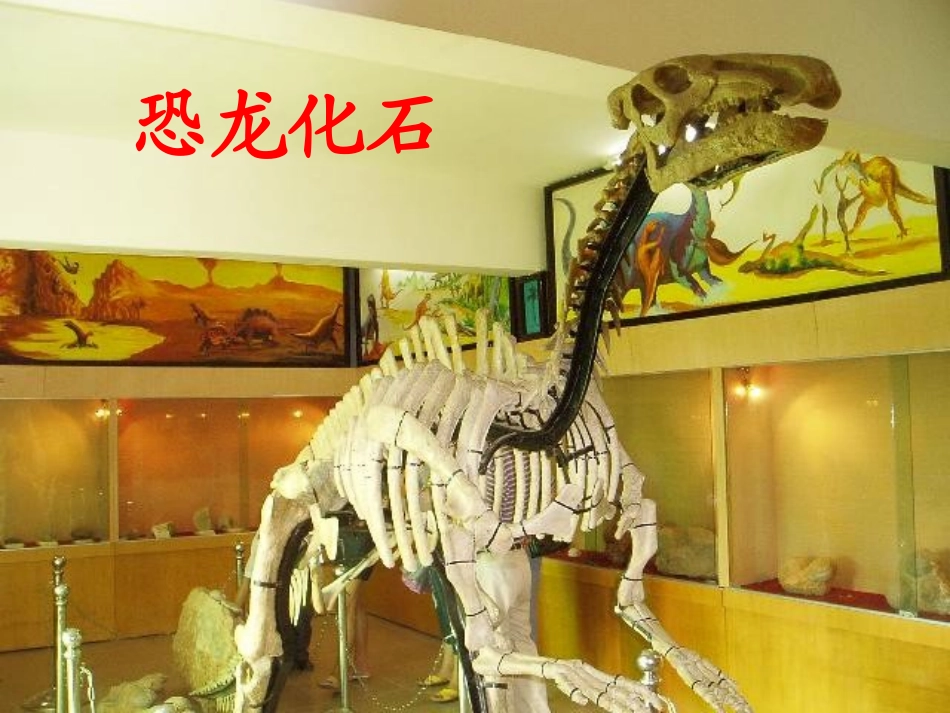 《活化石》PPT课件[鲁教版二年级语文上册]_第3页