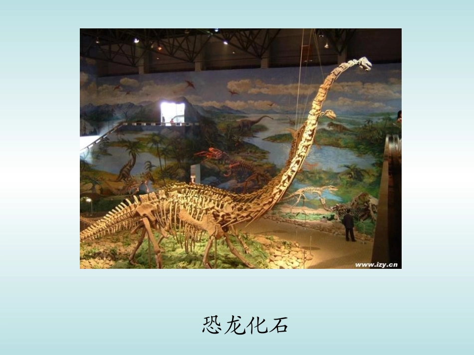 《活化石》PPT课件[鲁教版二年级语文上册]_第2页