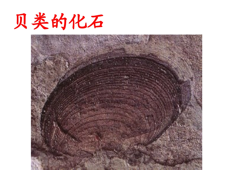 《活化石》PPT课件[鲁教版二年级语文上册]_第3页